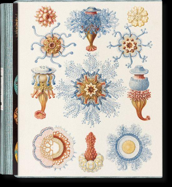 The Art and Science of Ernst Haeckel