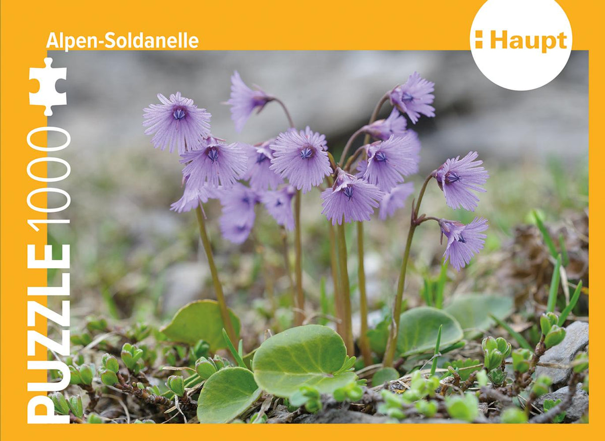 Buchcover: Alpen-Soldanelle