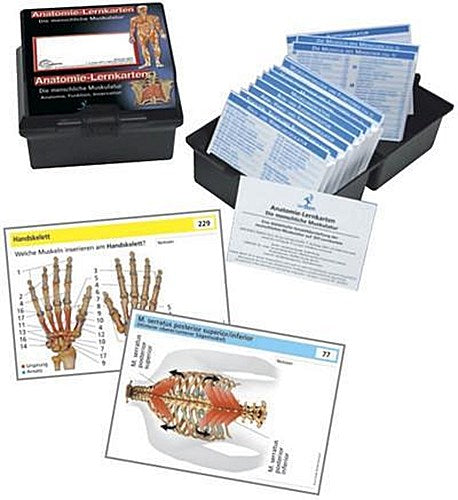Anatomie Lernkarten Die menschliche Muskulatur