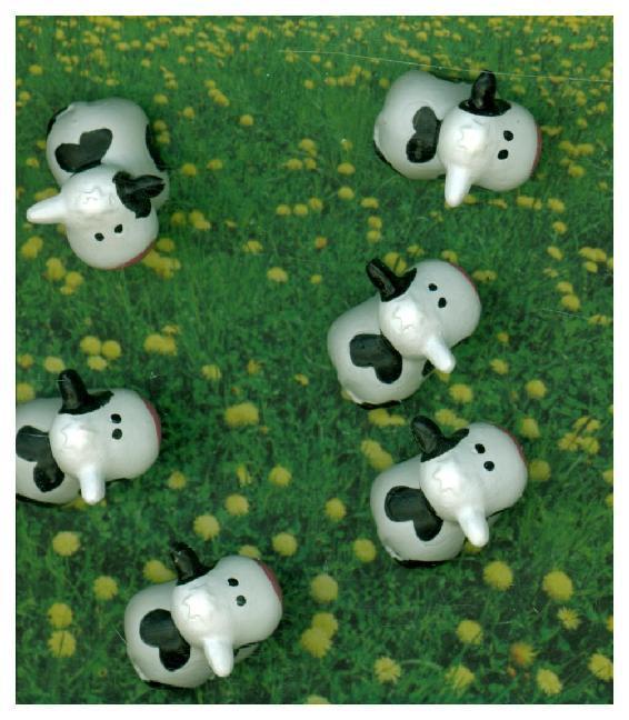 Magnete COW 6er Set weiss/schwarz