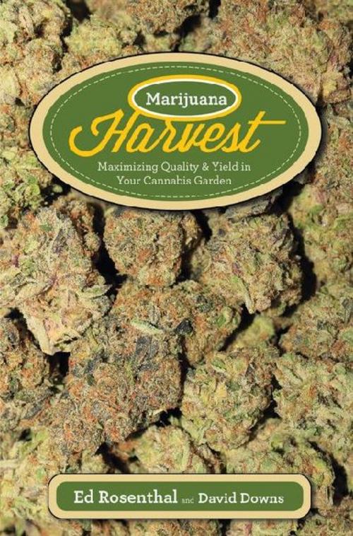 Marijuana Harvest