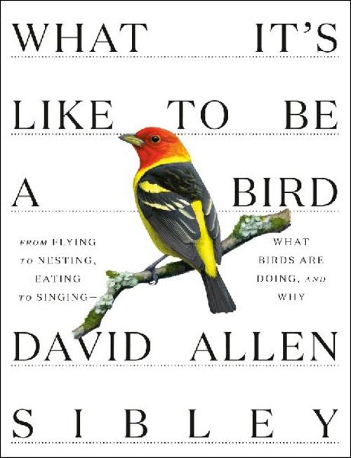 What It's Like to Be a Bird