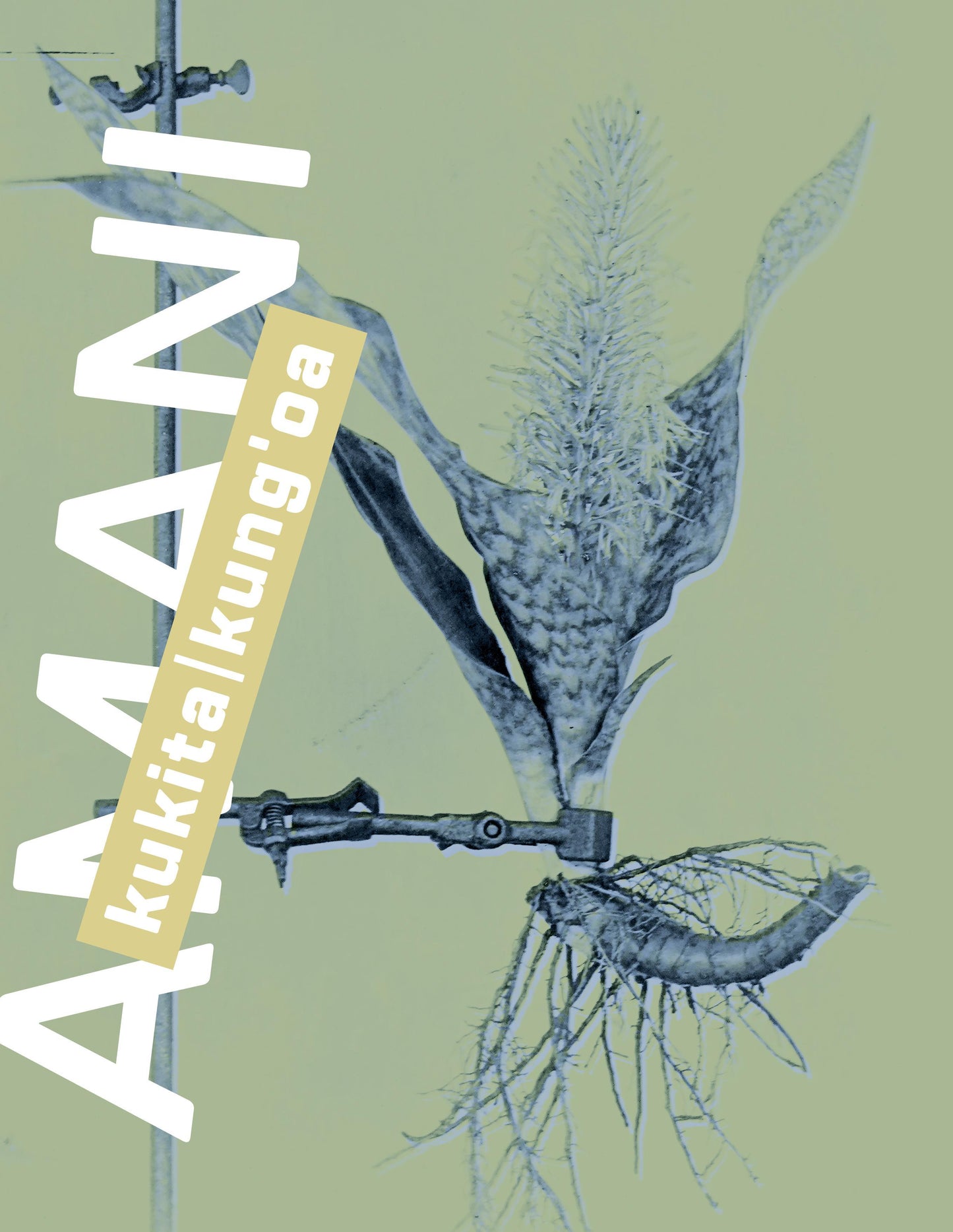 Amani