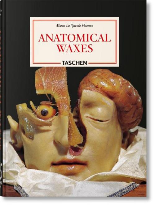 Anatomical Waxes