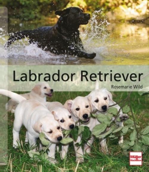 Buchcover: Labrador Retriever