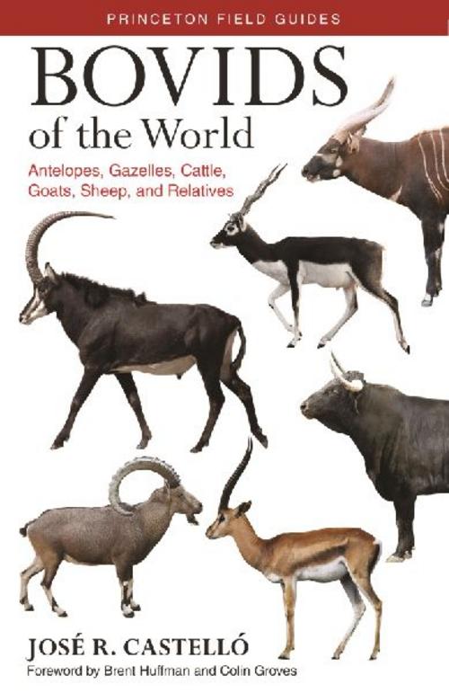 Buchcover: Bovids of the World