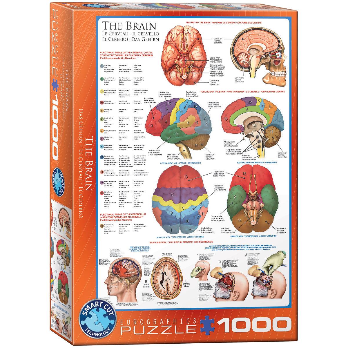 Buchcover: The Brain