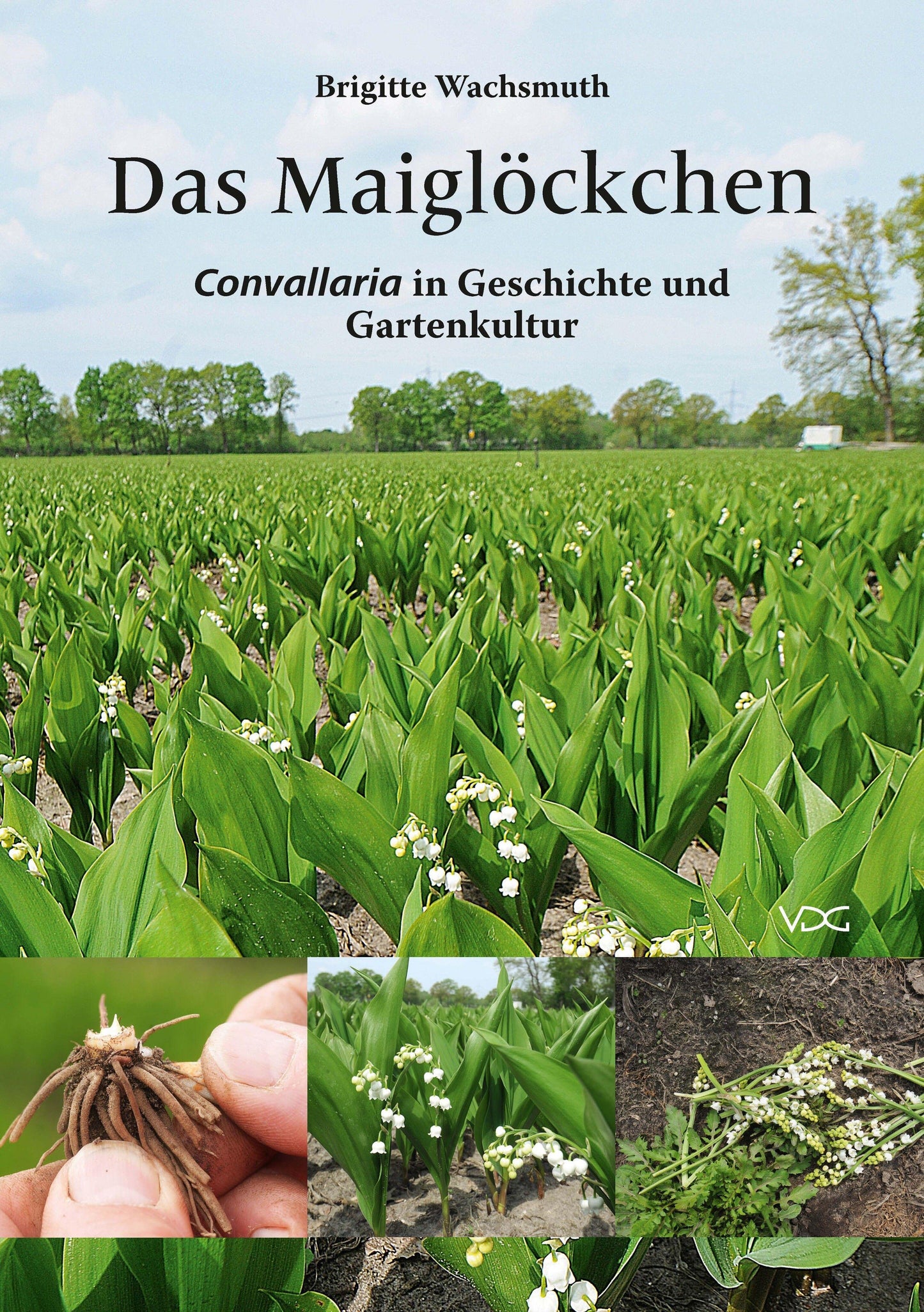 Das Maiglöckchen
