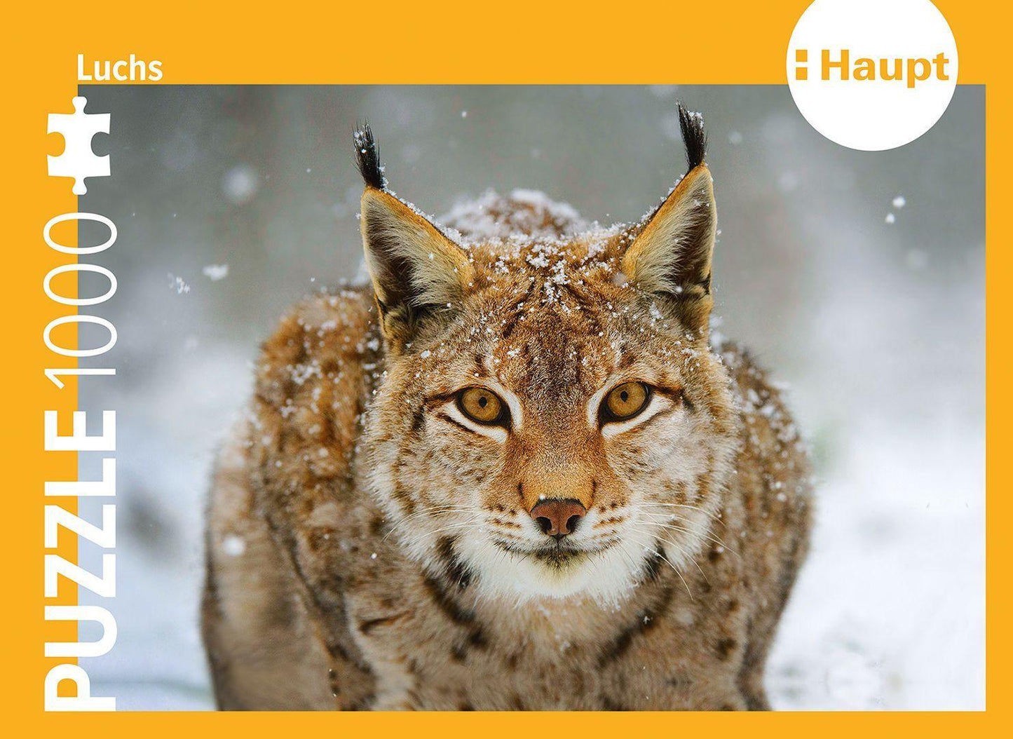 Luchs