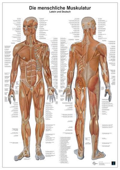 Anatomie Lerntafeln - Die menschliche Muskulatur