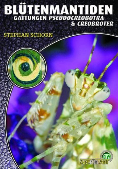 Blütenmantiden (Gattungen Pseudocreobotra & Creobroter)