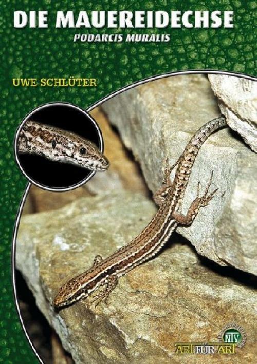 Die Mauereidechse