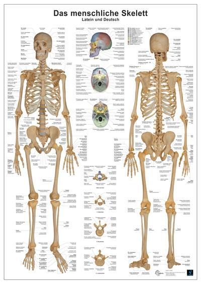Anatomie Lerntafeln- Das menschliche Skelett