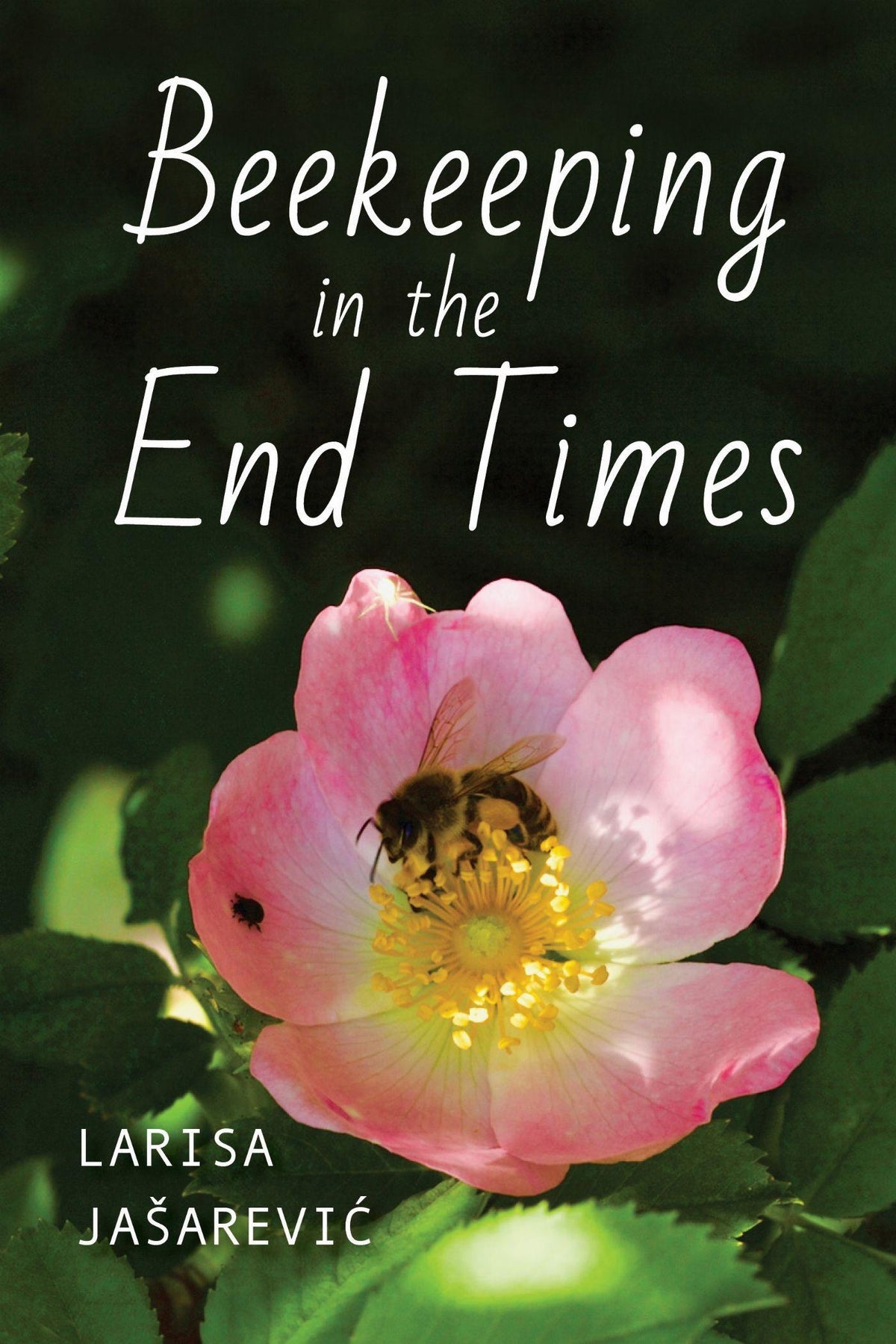 Buchcover: Beekeeping in the End Times