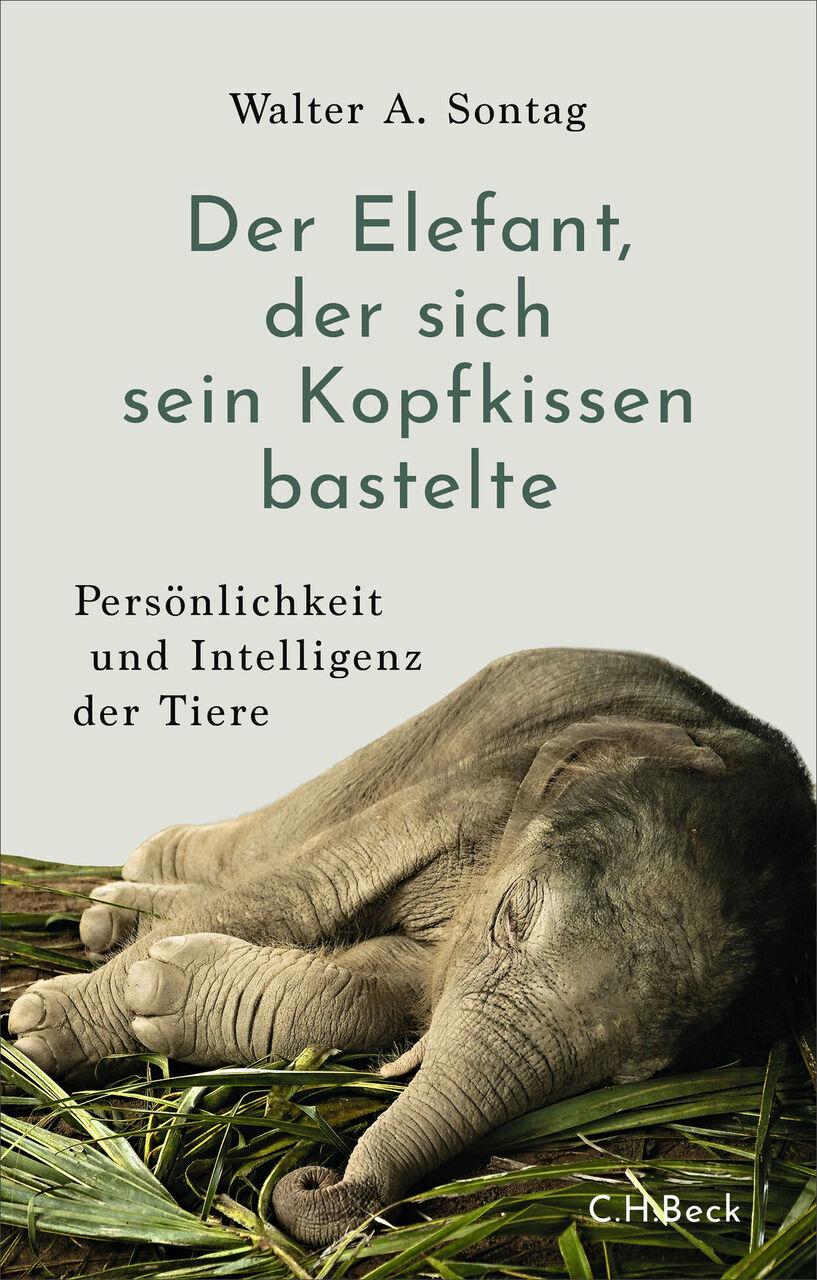 Der Elefant, der sich sein Kopfkissen bastelte: Persönlichkeit und Intelligenz der Tiere